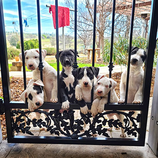 6 Pups