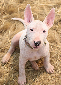 bull Terrier Pup with mange