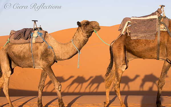 camels