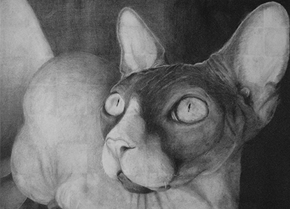 Graphite drawing of a cat