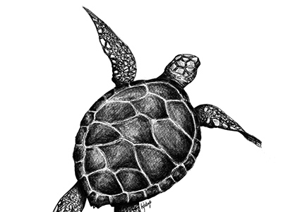 Digital drawing of a sea turtle