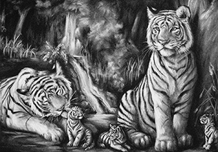 Charcoal drawing of white tigers