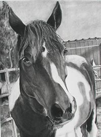 A black and white charcoal drawing of a horse portrait.