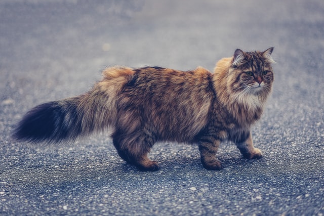long hair brown cat