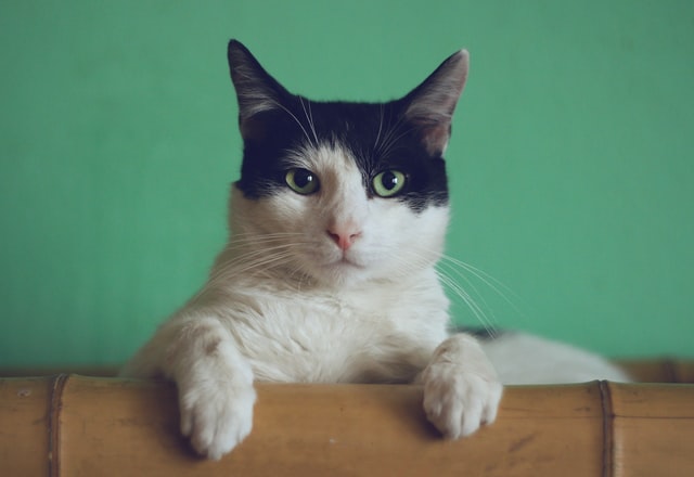 short hair white with black cat