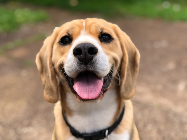 beagle dog