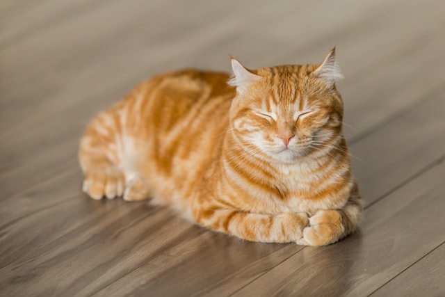 short hair orange cat
