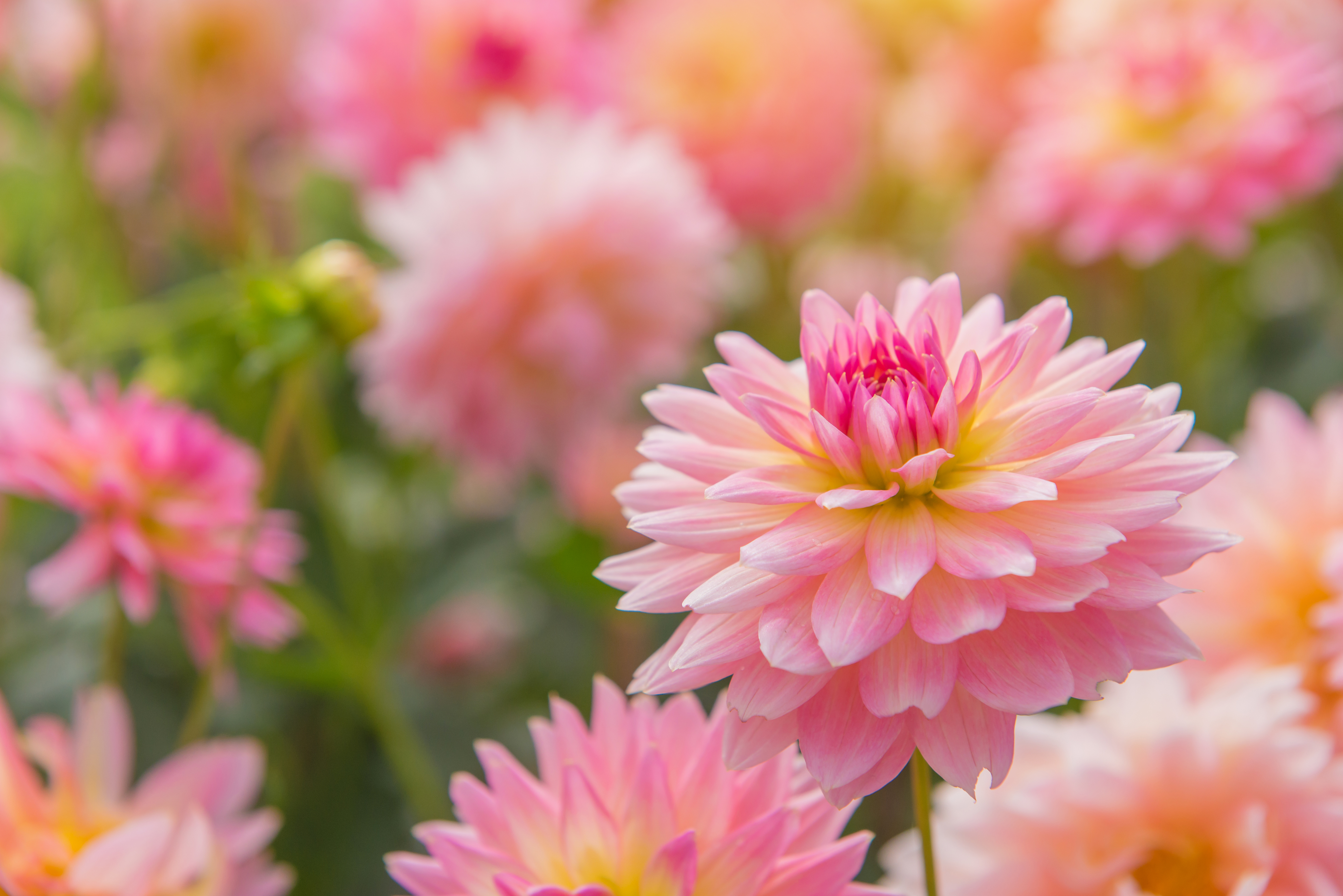 pink dahlias