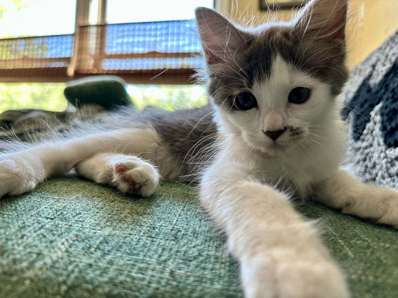 a kitten named Una