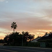 Photo of a sunset with a palm tree to the left