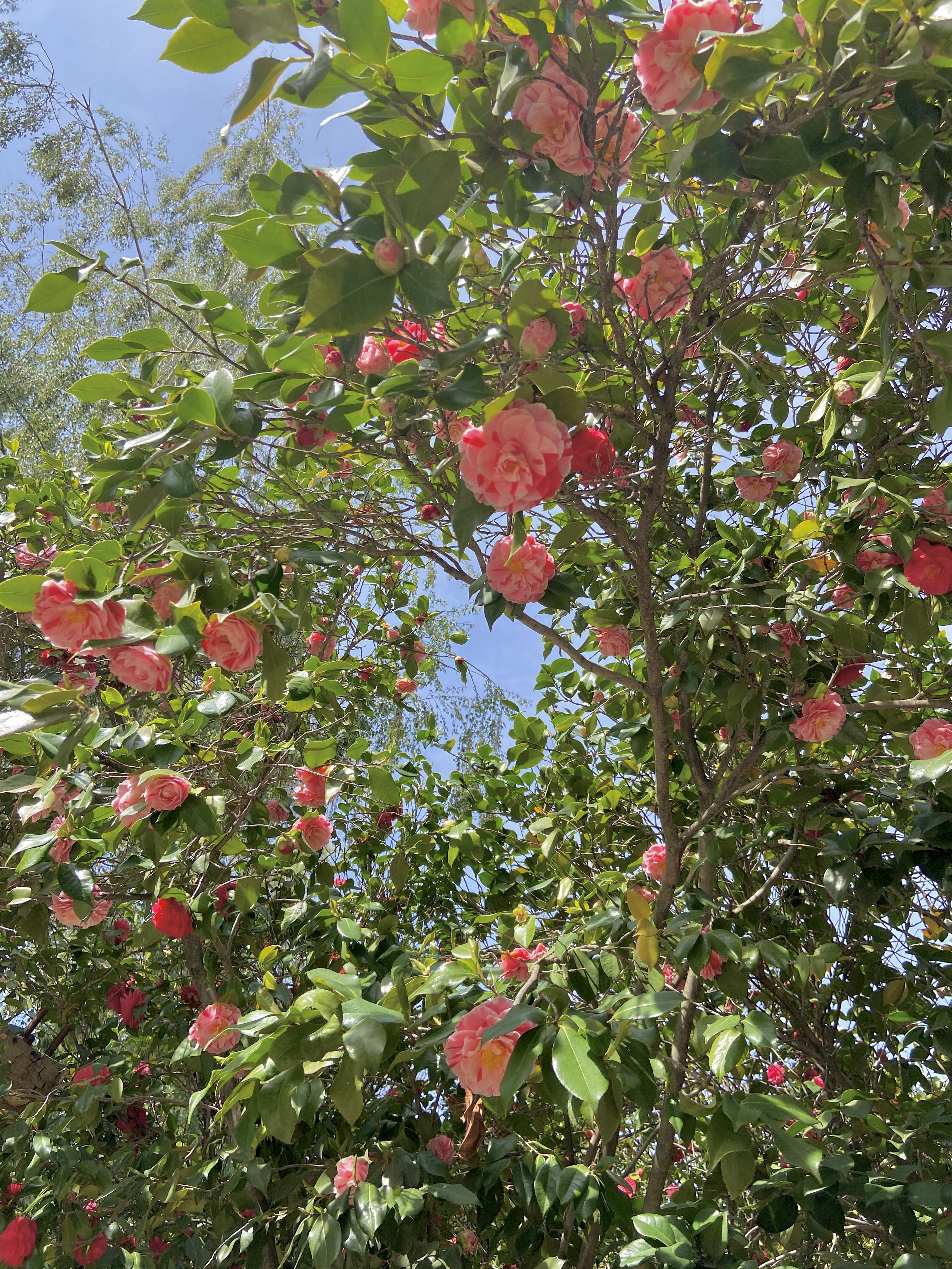 pink flowers