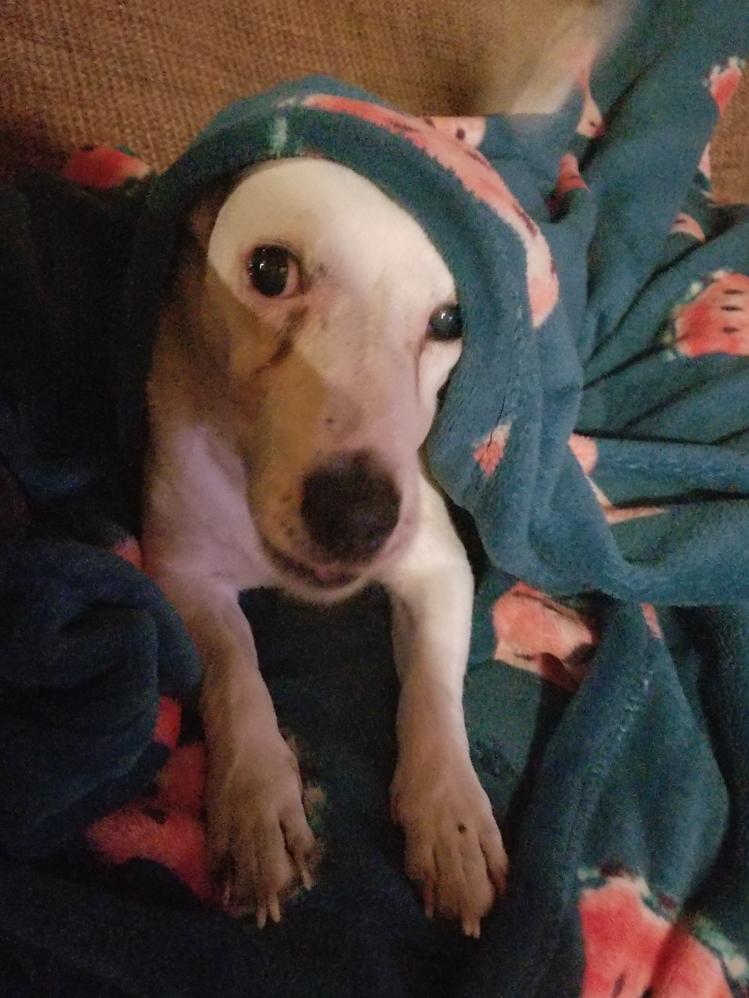 My dog Whiskey