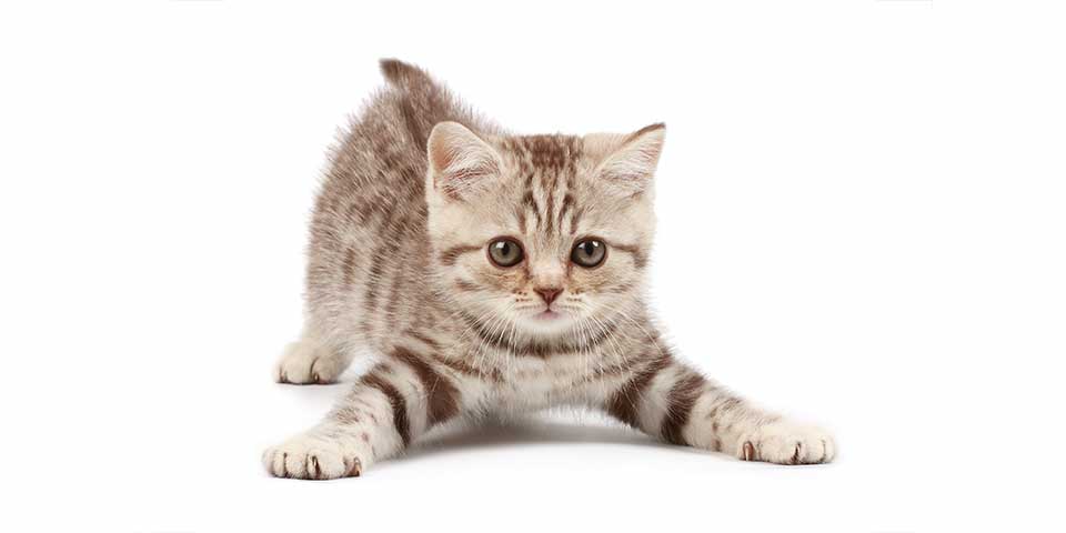 kitten photo