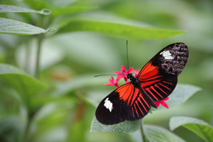 red butterfly