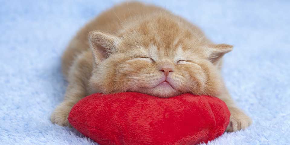Kitten 2