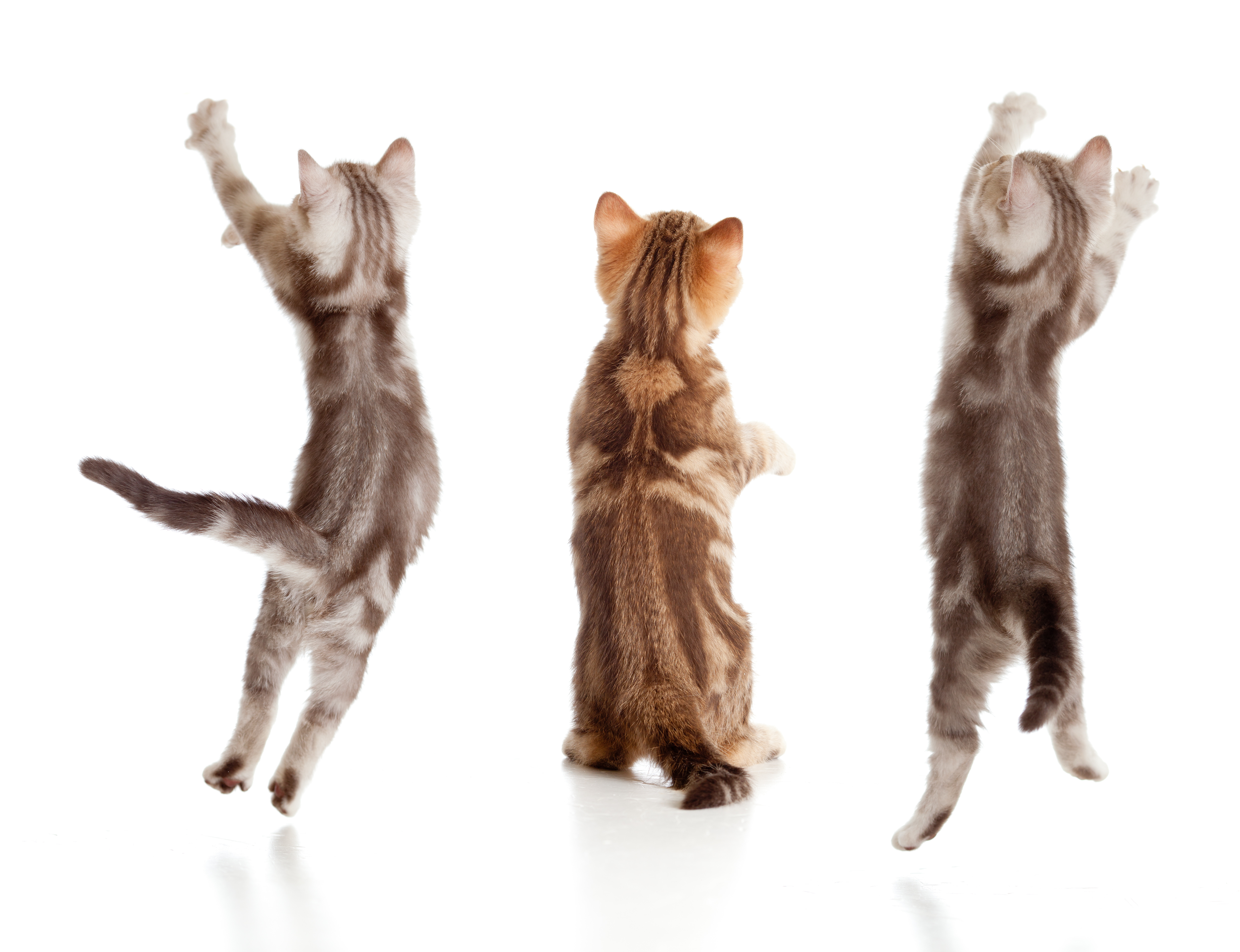 Back Image of Cats
