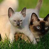 kitten