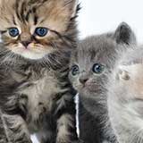 kitten