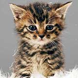 kitten