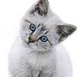 kitten