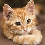 kitten
