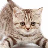 kitten