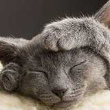 kitten