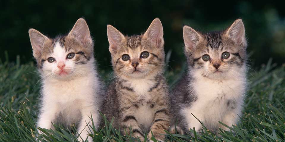 kitten photo