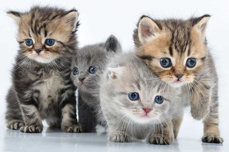 kitten