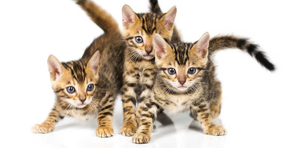 kitten