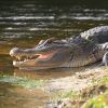 not a crocodile