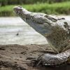 not an alligator