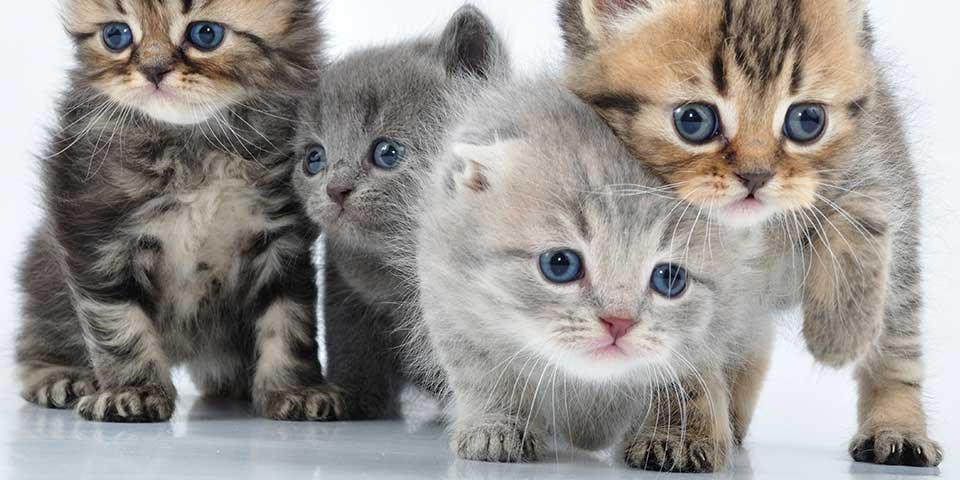 kitten