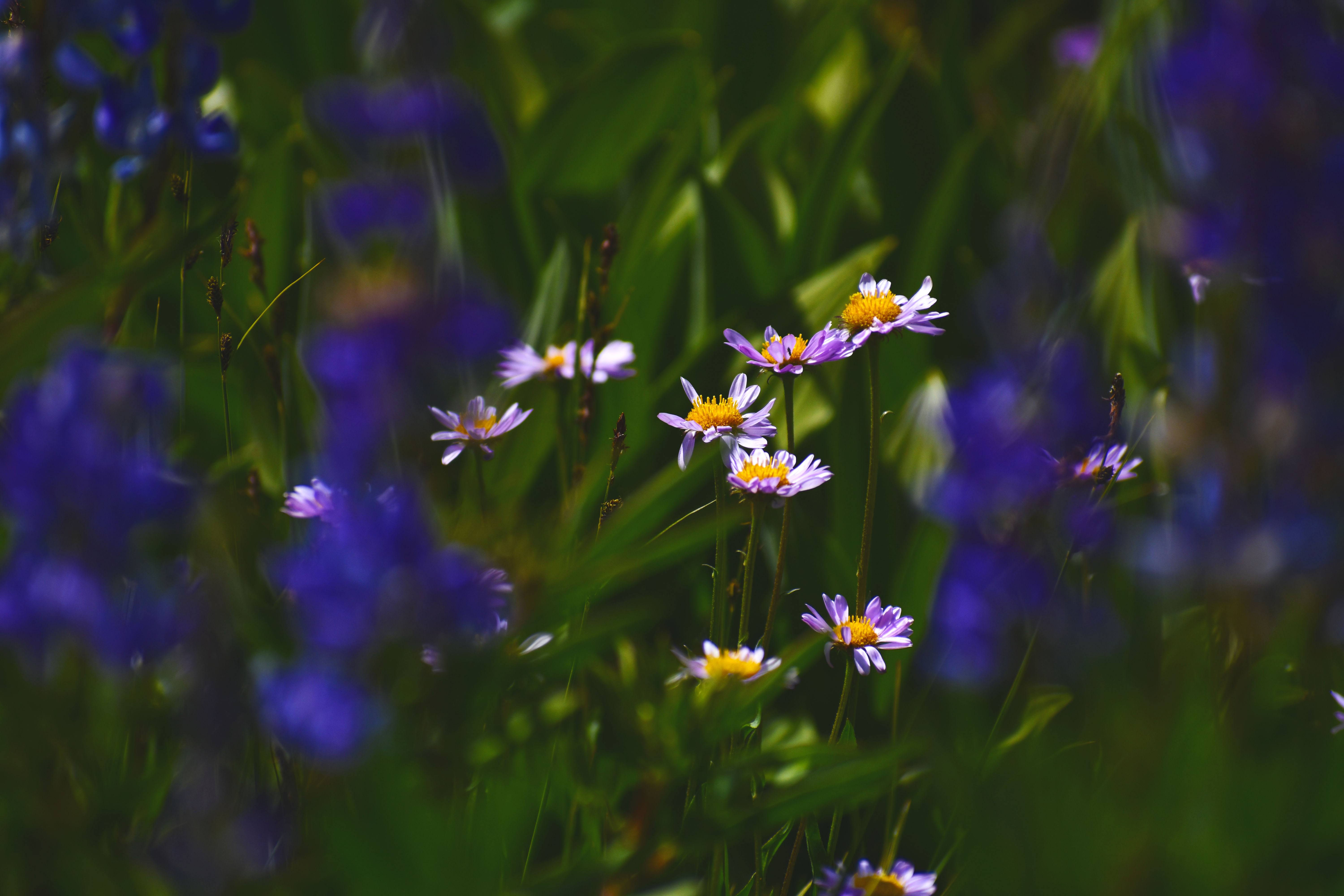 Purple flowers framing white flowers