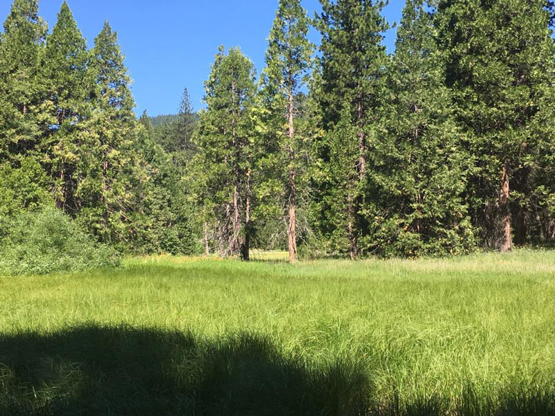 trees in a field