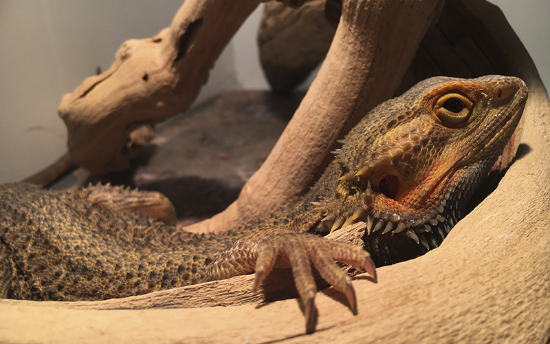 Picture of a Bearded Dragon
