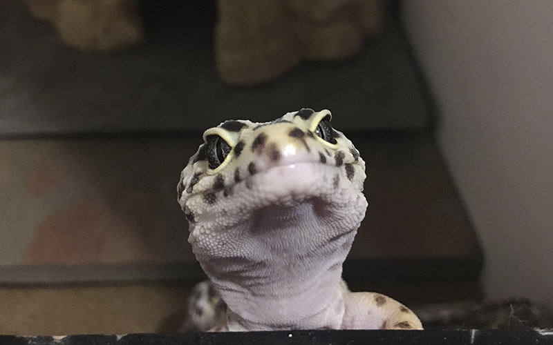 Picture of a Leopard Gecko