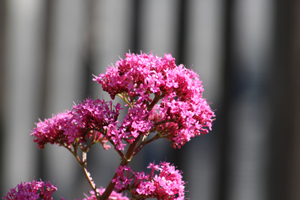  Pink flowers with a gray background and strips bihind them.