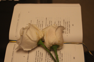  An open book with two white roses.