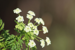  White flowers on a gray background.