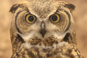 A brown and black Great Horned Owl 