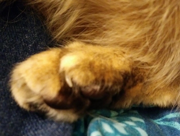 The bottom of a cat paw